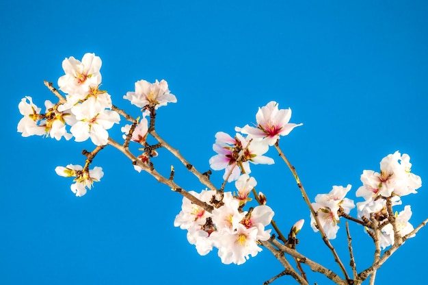 Libre de fleurs d'amandier blanc sur fond coloré