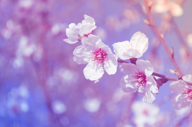 Libre de fleurs d'amandier