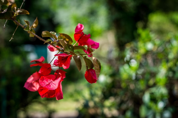 Libre de fleurs de bougainvilliers