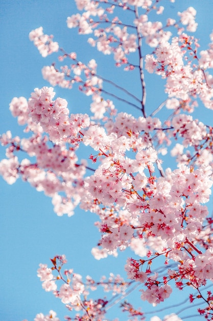 Libre de fleurs de cerisier au printemps contre le ciel