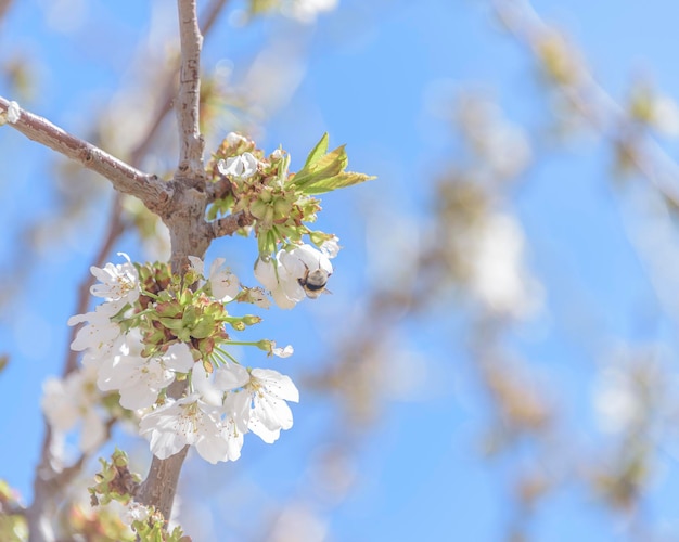 Libre de fleurs de cerisier sur fond de ciel bleu