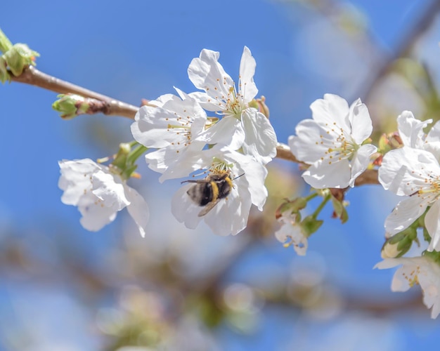 Libre de fleurs de cerisier sur fond de ciel bleu