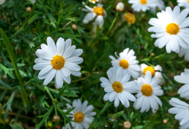 Libre de fleurs de marguerite au printemps