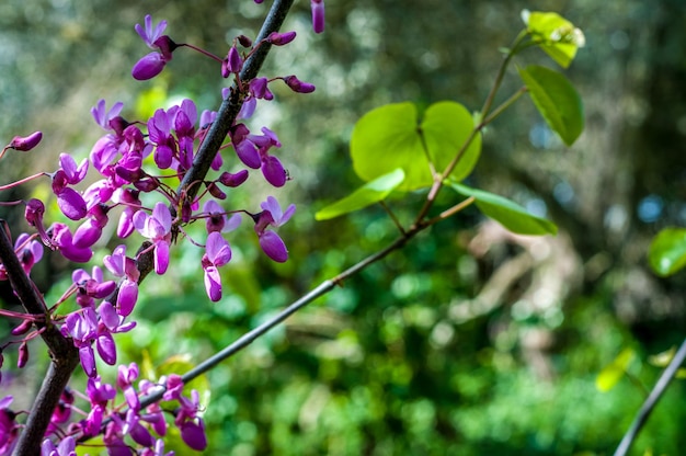 Libre de fleurs rose redbud