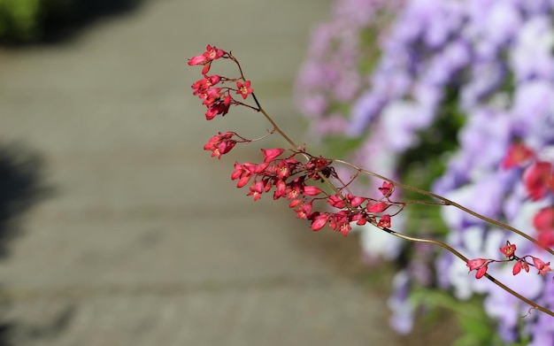 Libre de fleurs rouge sang heohera dans un jardin botanique