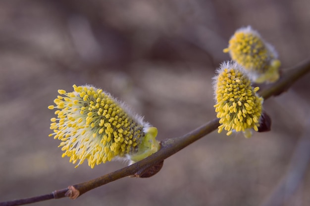 Libre de fleurs de saule avec arrière-plan flou