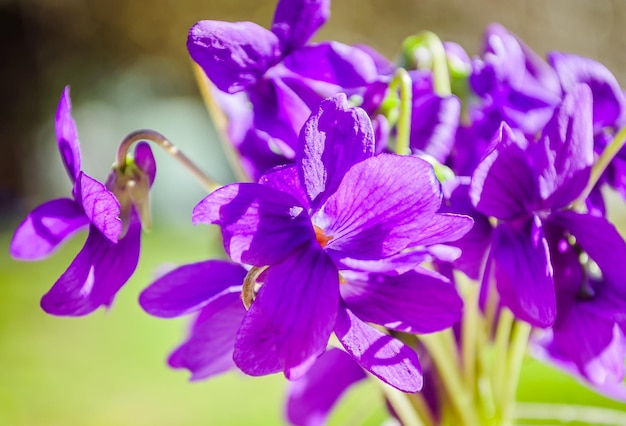 Libre de fleurs violettes