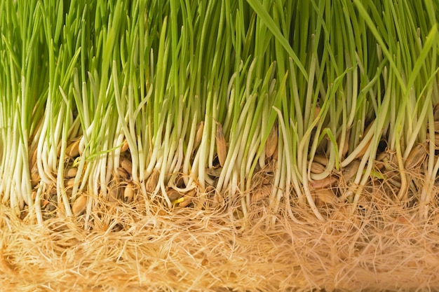 Libre de fond d'herbe verte avec des racines