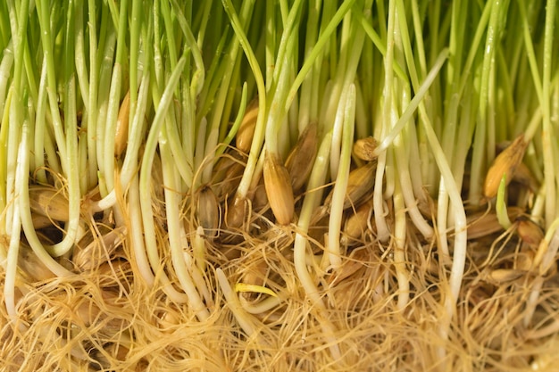 Libre de fond d'herbe verte avec des racines