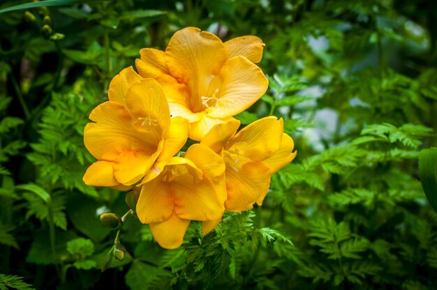 Libre de freesia jaune dans un jardin