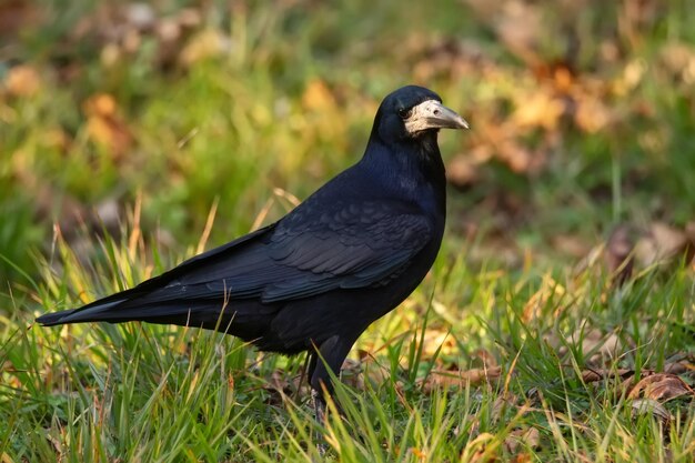 Libre de freux de corvus frugilegus sur l'herbe