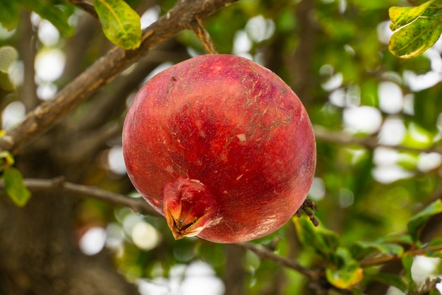 Libre d'un fruit de grenade dans le jardin