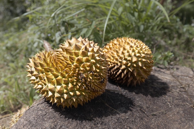 Libre de fruits durian allongé sur une grande pierre avec de l'herbe verte en arrière-plan Koh Samui Thaïlande