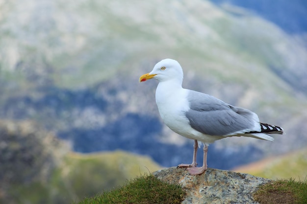 Libre d'un goéland argenté perché sur le rocher Snowdonia Wales