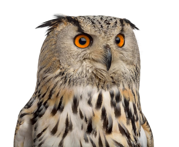 Libre d'un grand-duc de Sibérie Bubo bubo 3 ans devant un fond blanc