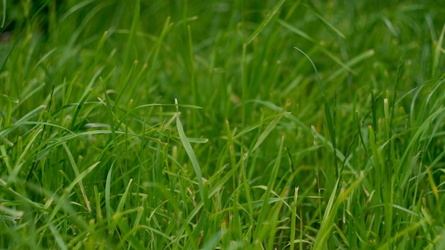 Libre d'herbe verte en plein air