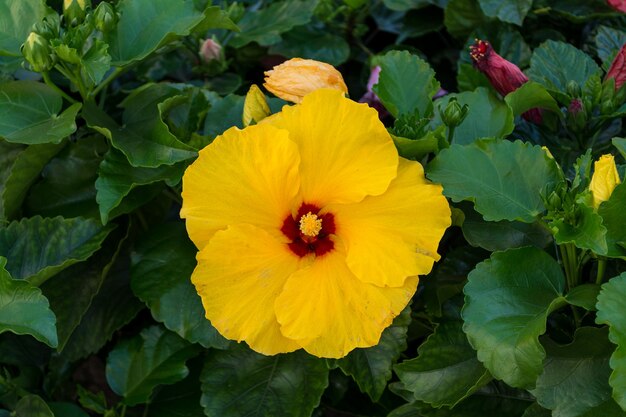 Libre d'hibiscus jaune