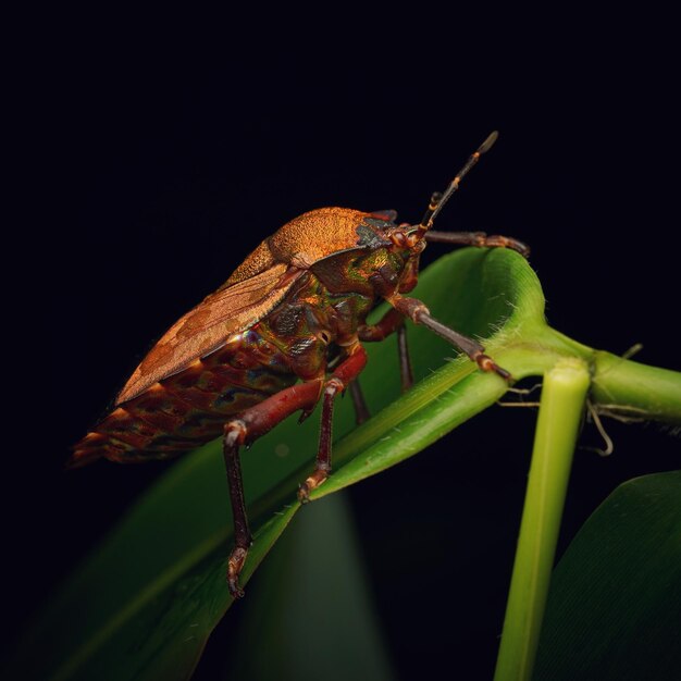 Libre d'un insecte avec le fond noir