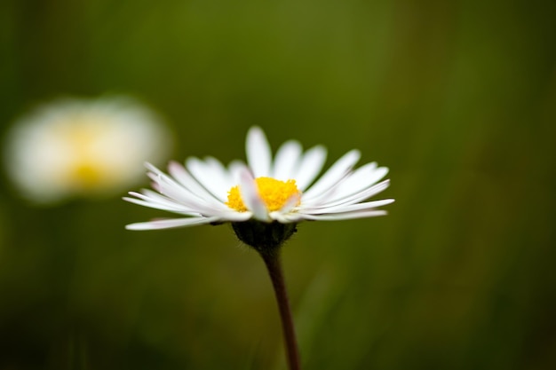 Libre d'un ion marguerite un jour de printemps