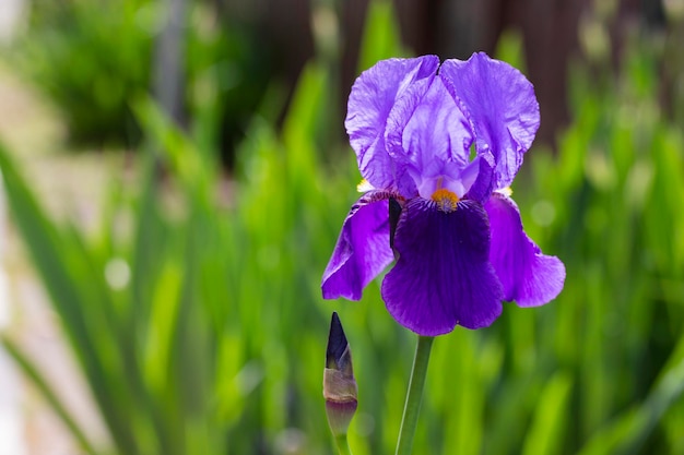 Libre d'un iris violet sur fond d'herbe verte