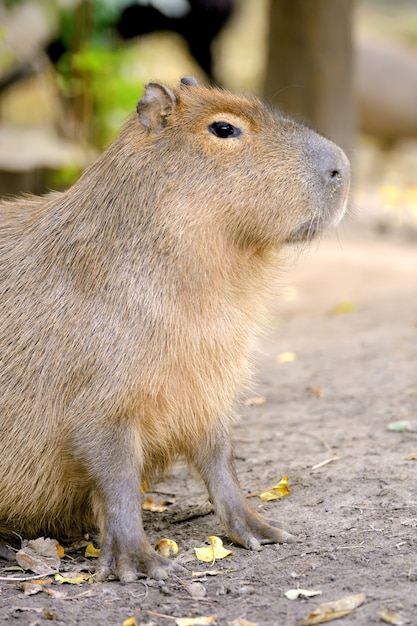 Libre d'un jeune capybara