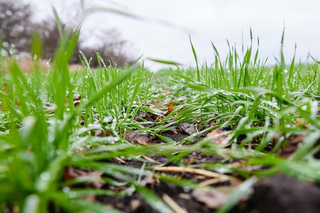 Libre de jeunes pousses de blé d'hiver avec des gouttes de pluie