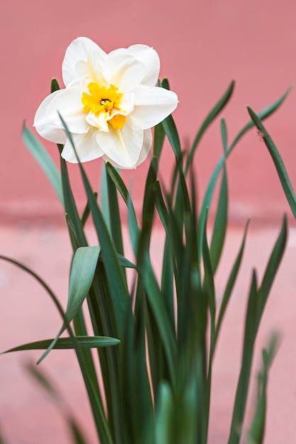 Libre d'une jonquille en fleurs