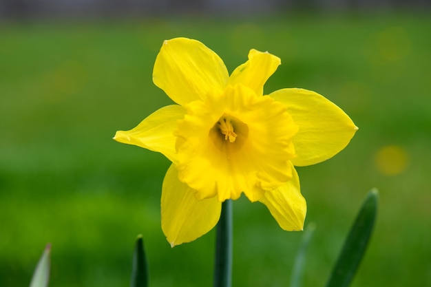 Libre de jonquille jaune dans la nature arrière-plan flou