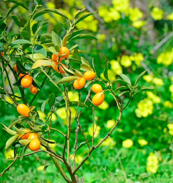 Libre d'un kumquat dans un champ vert et jaune