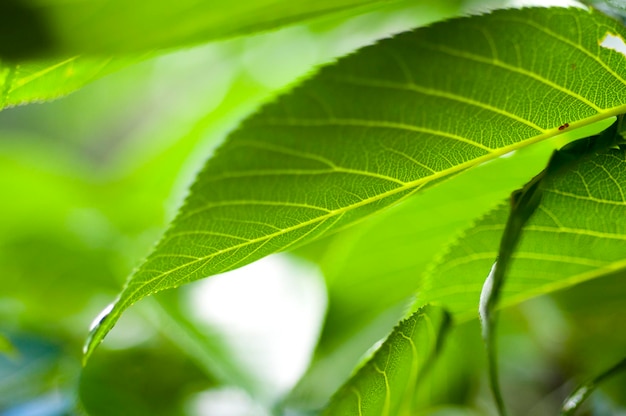 Libre de la lumière du soleil vert émeraude laisse les veines transparentes