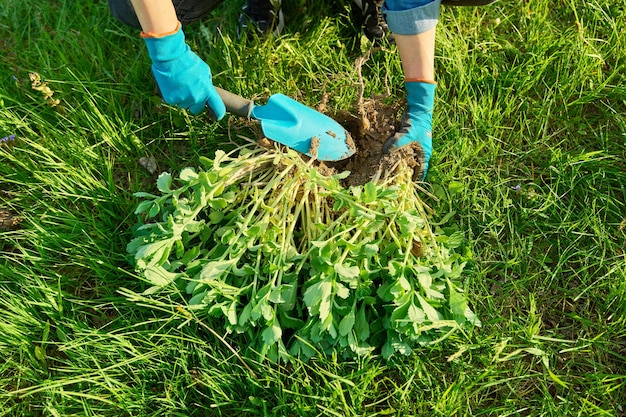 Libre de main dans des gants de jardinage divisant Sedum spectabile bush