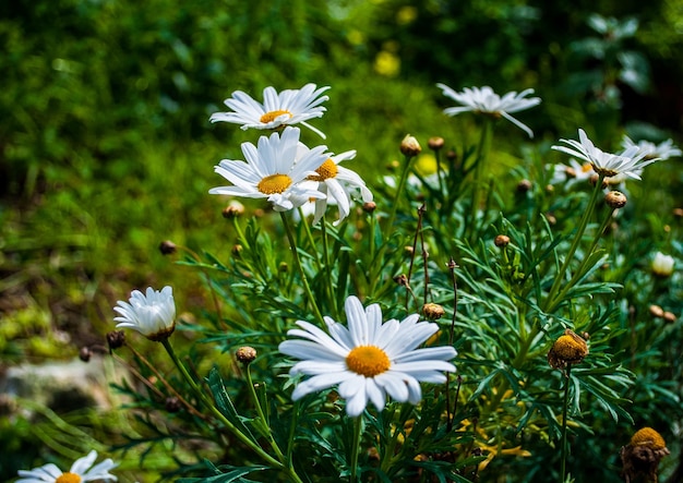 Libre de marguerites au printemps