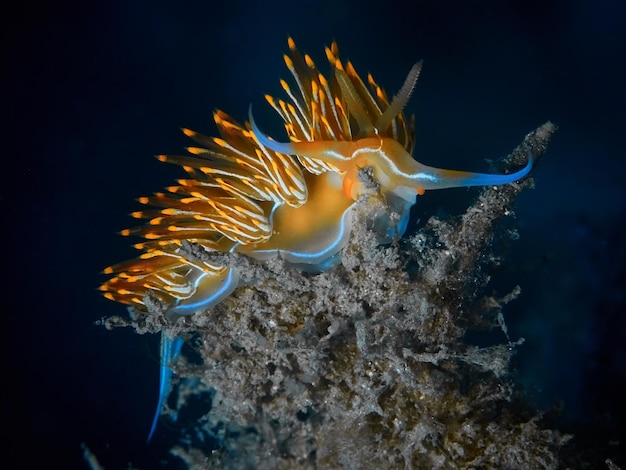 Libre de méditerranéen seaslug Dondice banyulensis