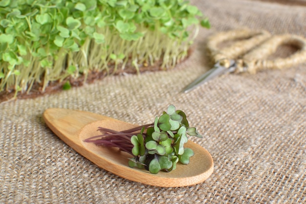 Libre de micro-verts sur une cuillère en bois sur toile de jute