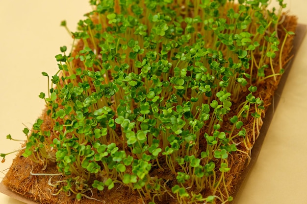 Libre de microgreens sur tapis de noix de coco