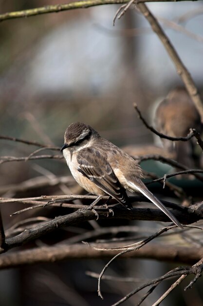 Photo libre d'un mimus saturninus