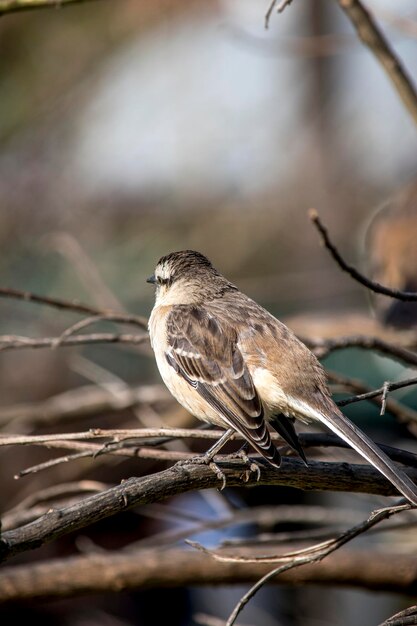 Photo libre d'un mimus saturninus