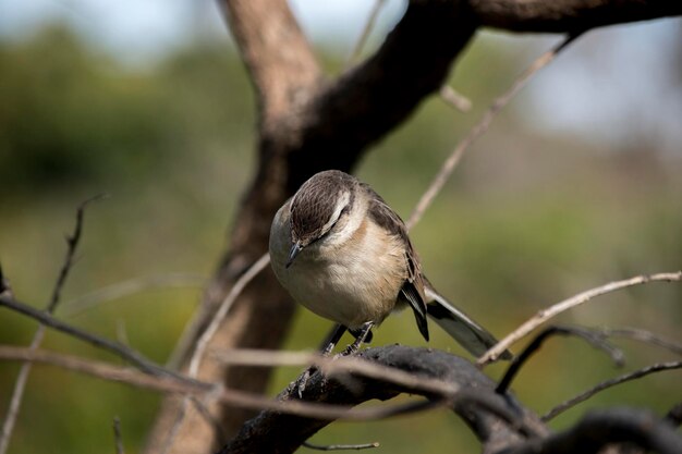 Photo libre d'un mimus saturninus