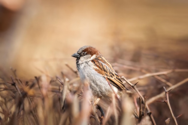 Libre d'un moineau domestique debout sur un treex9