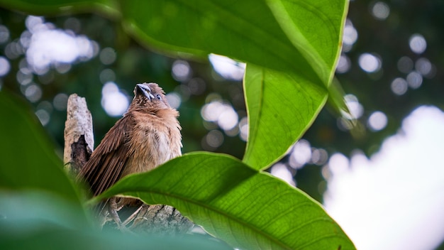 Libre d'un moineau perché sur un arbre