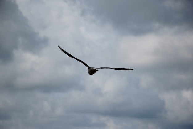 Libre d'une mouette volante dans le ciel d'orage