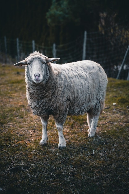 Libre d'un mouton Leicester Longwool paissant à la ferme