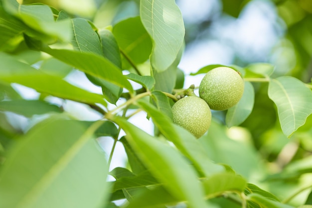 Libre de noix crues sur l'arbre avec des feuilles vertes dans la nature