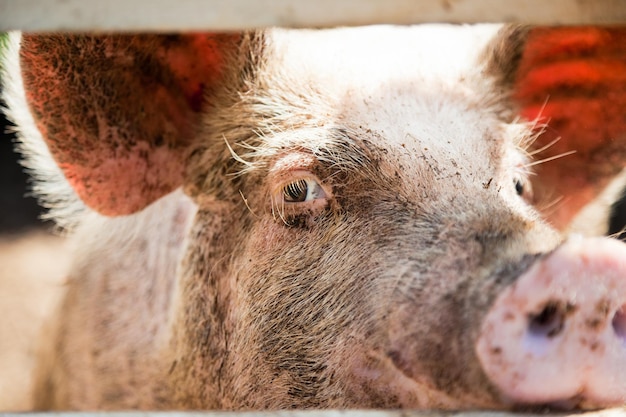 Libre d'un œil de cochon