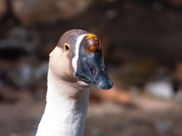 Libre d'oie cygne Anser cygnoides