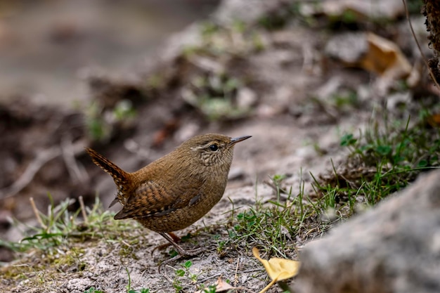 Libre d'un oiseau troglodyte Troglodytes troglodytes oiseau chantant dans une forêt au printemps