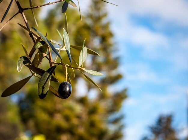 Libre d'olive sur un arbre