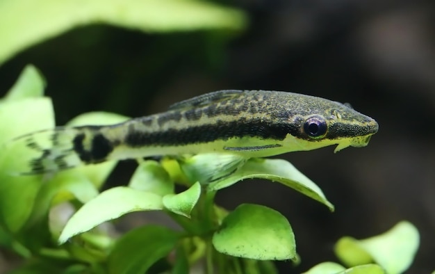 Libre d'un otocinclus en aquarium planté