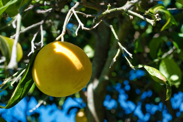 Libre de pamplemousse sur l'arbre