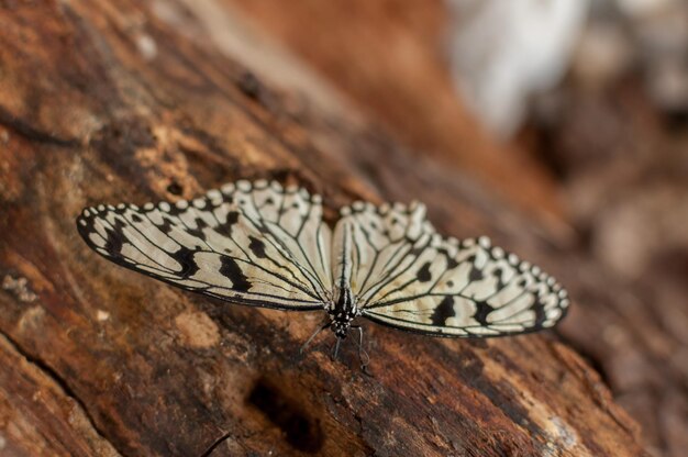 Libre d'un papillon assis sur une bûche papier papier de riz cerf-volant grand arbre nymphe Idea leuconoe